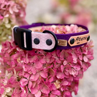 Obroża zatrzaskowa dla psa - Fioletowy