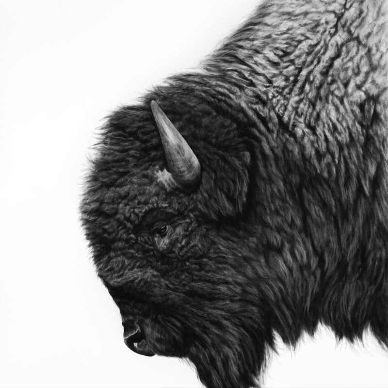 Part of The Gang | Trading-Card-Sized Bison Charcoal Drawing Art Print by Crystal Orlando | Minicuration
