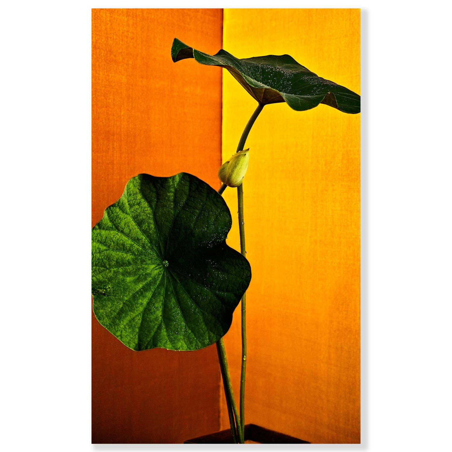 Golden Light #007 A1-Print