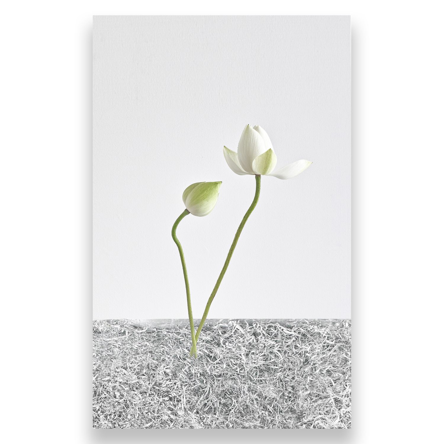 White Light #003