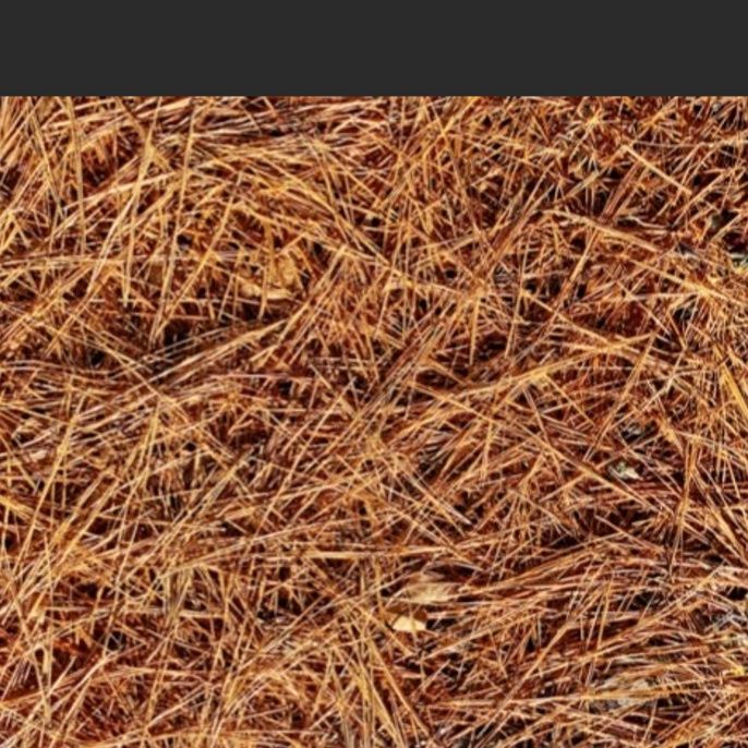 Pinestraw