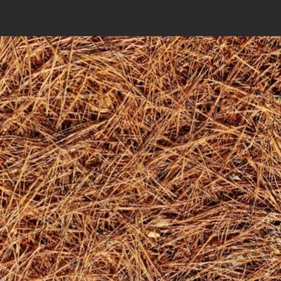 Pinestraw