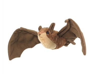 Conservation Critters Bat