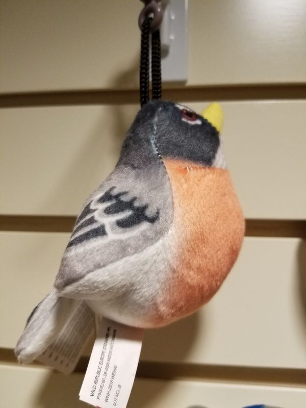 Bird Clip American Robin