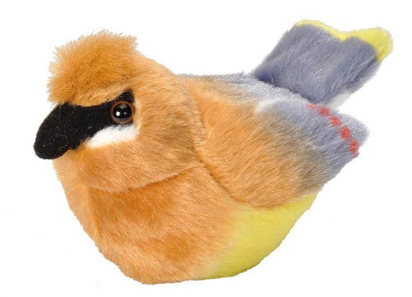 Audubon Bird Cedar Waxwing