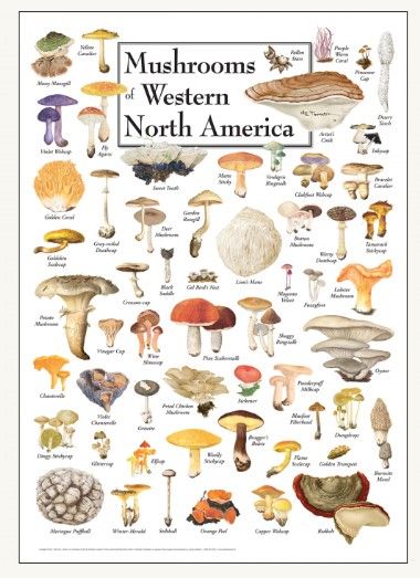 Poster Guides, Style: Mushrooms of Western North America