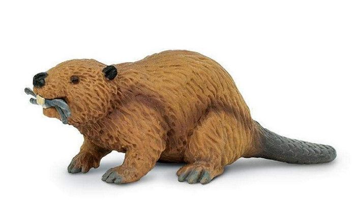 Safari Beaver