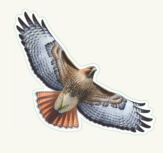 Red-tailed Hawk Sticker