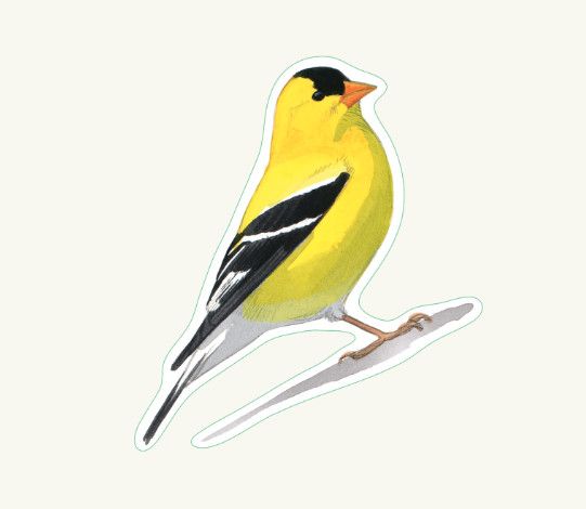 American Goldfinch Sticker