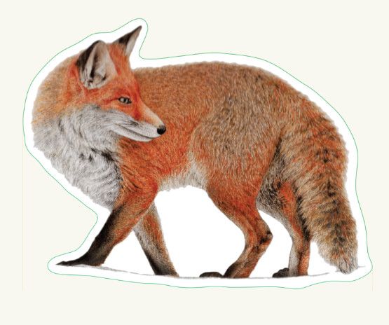 Red Fox Sticker