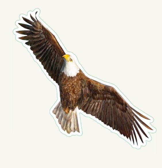 Bald Eagle Flying Sticker