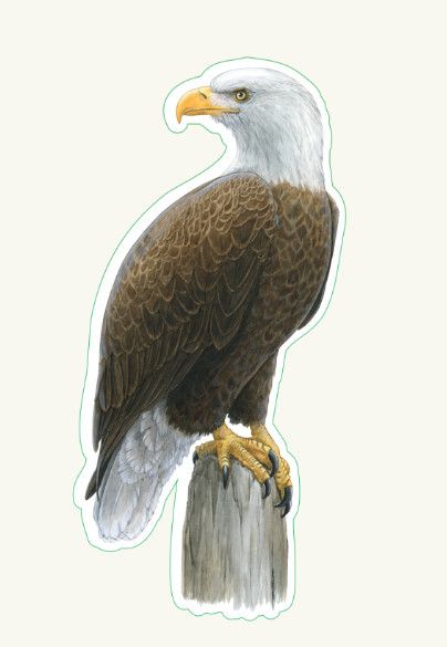 Bald Eagle Sticker