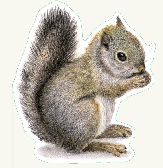 Gray Squirrel w/nut Sticker