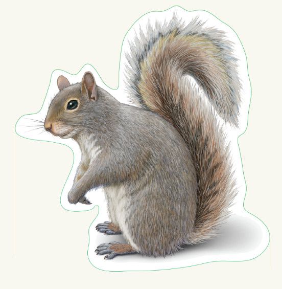 Eastern Gray Squirrel Sticker