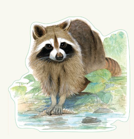 Raccoon Sticker