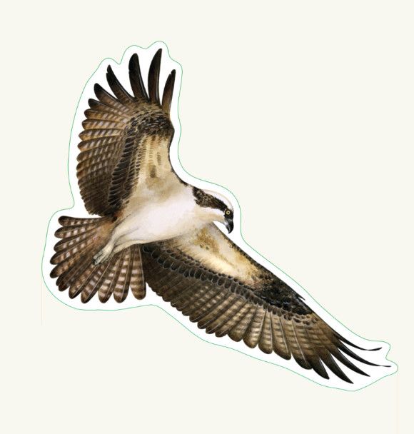 Osprey Sticker