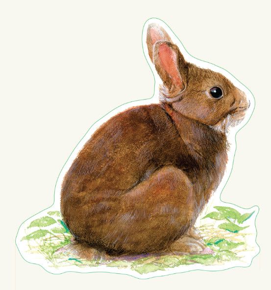 Cottontail Rabbit Sticker