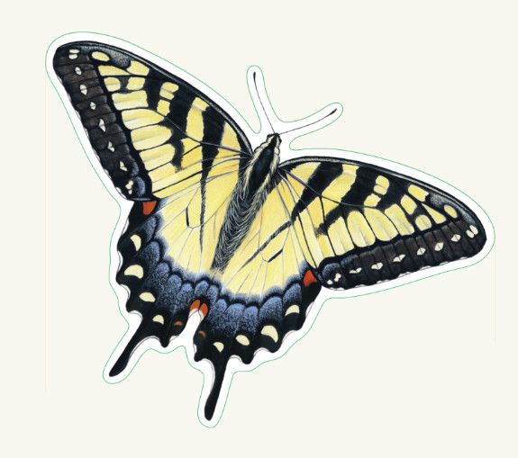 Tiger Swallowtail Butterfly Sticker