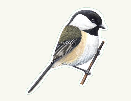 Chickadee Sticker