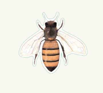 Honey Bee Sticker