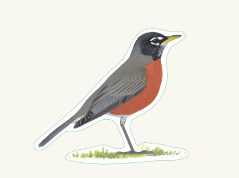 American Robin Sticker