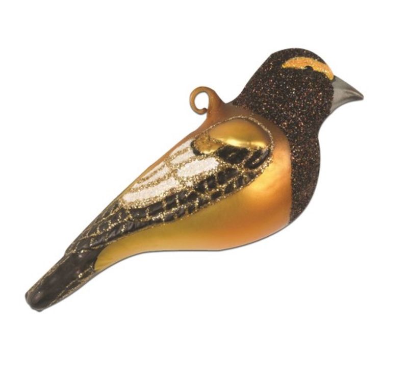 Cobane Evening Grosbeak
