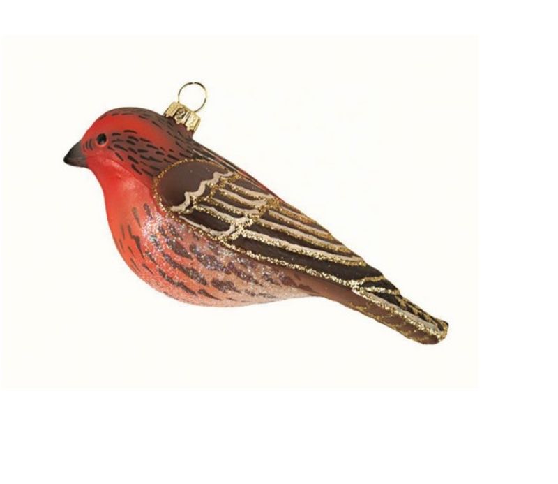 Cobane House Finch