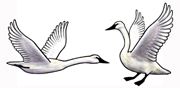 Jabebo - Trumpeter Swan