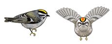 Jabebo - Golden-Crowned Kinglet