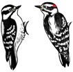 Jabebo - Downy Woodpecker