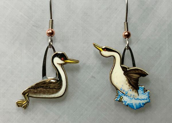 Jabebo - Western Grebe