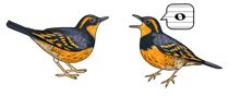 Jabebo - Varied Thrush