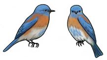 Jabebo - Western Bluebird