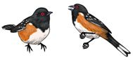 Jabebo - Spotted Towhee