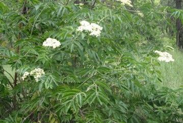 Blue Elderberry (1 gallon)