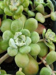 Broadleaf Stonecrop (3.5")