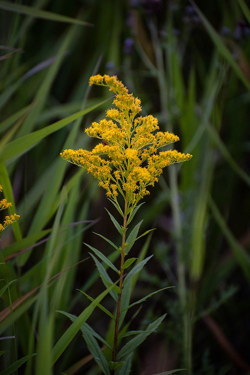 Canada Goldenrod (3.5")
