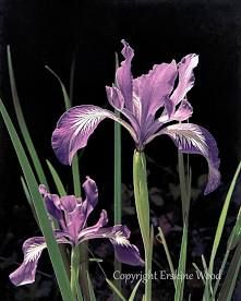 Douglas Iris (3.5")