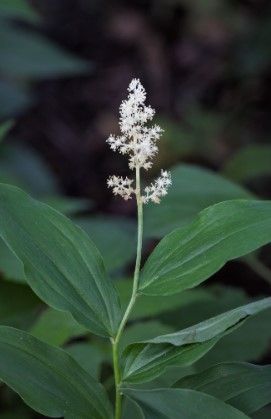 False Solomon's Seal (1 gallon)