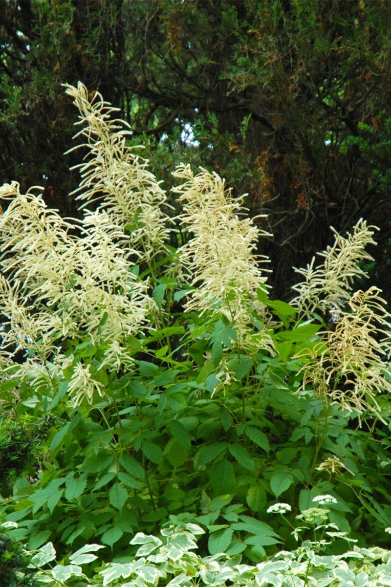 Goatsbeard (3.5")