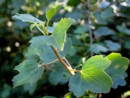 Golden Currant (1 gallon)