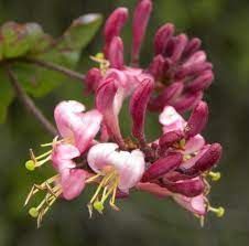 Hairy Honeysuckle (1 quart)
