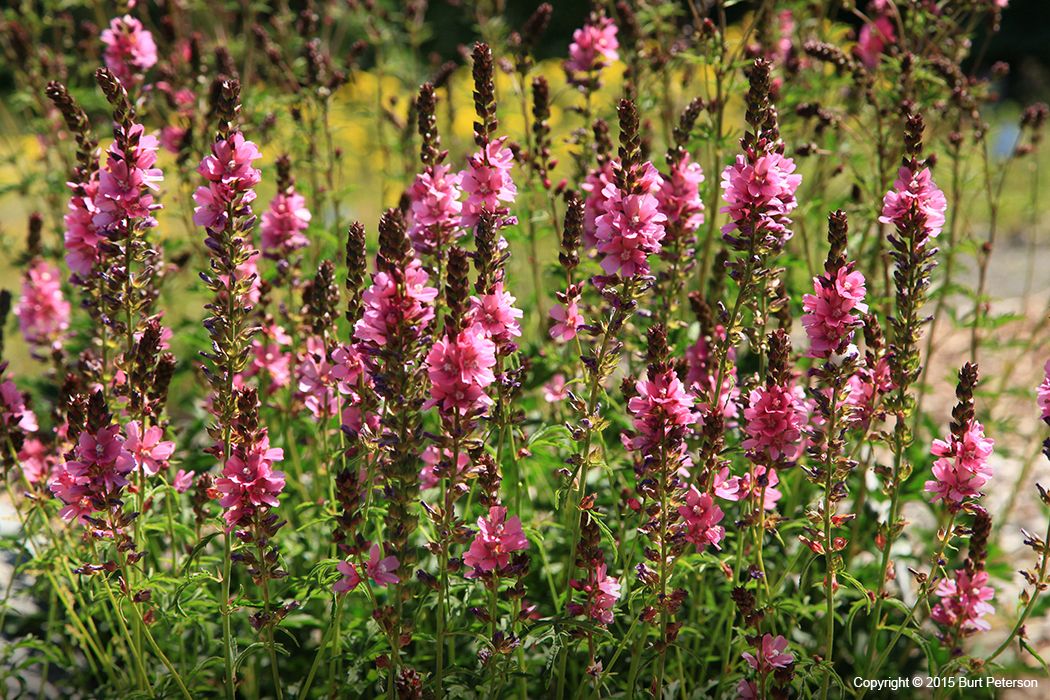 Henderson's Checkermallow (3.5")