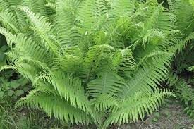 Lady Fern (3.5")