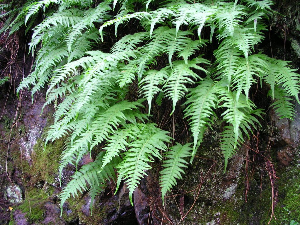 Licorice Fern (3.5")