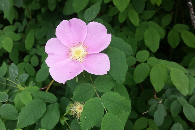 Nootka Rose (1 gallon)
