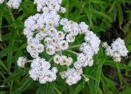 Pearly Everlasting (3.5")