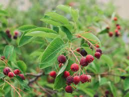 Serviceberry (1 gallon)
