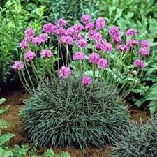 Sea Thrift (3.5")