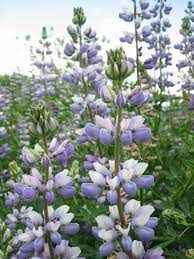 Streambank Lupine (3.5")